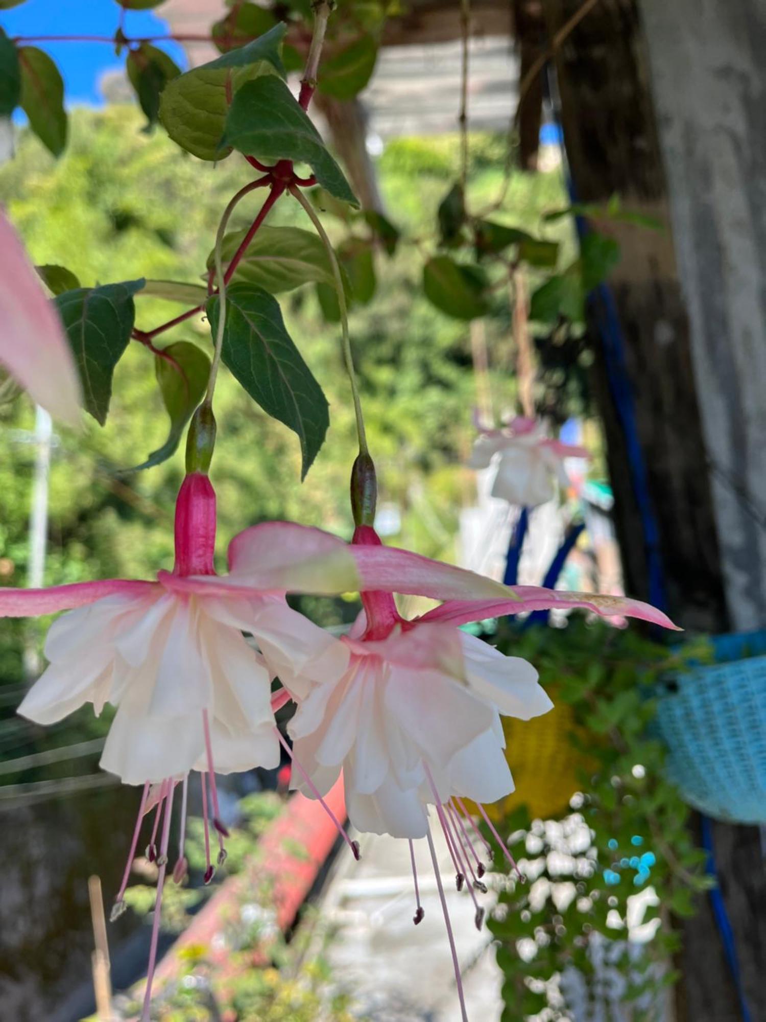 Shalom Inn Home Stay دارجيلنغ المظهر الخارجي الصورة